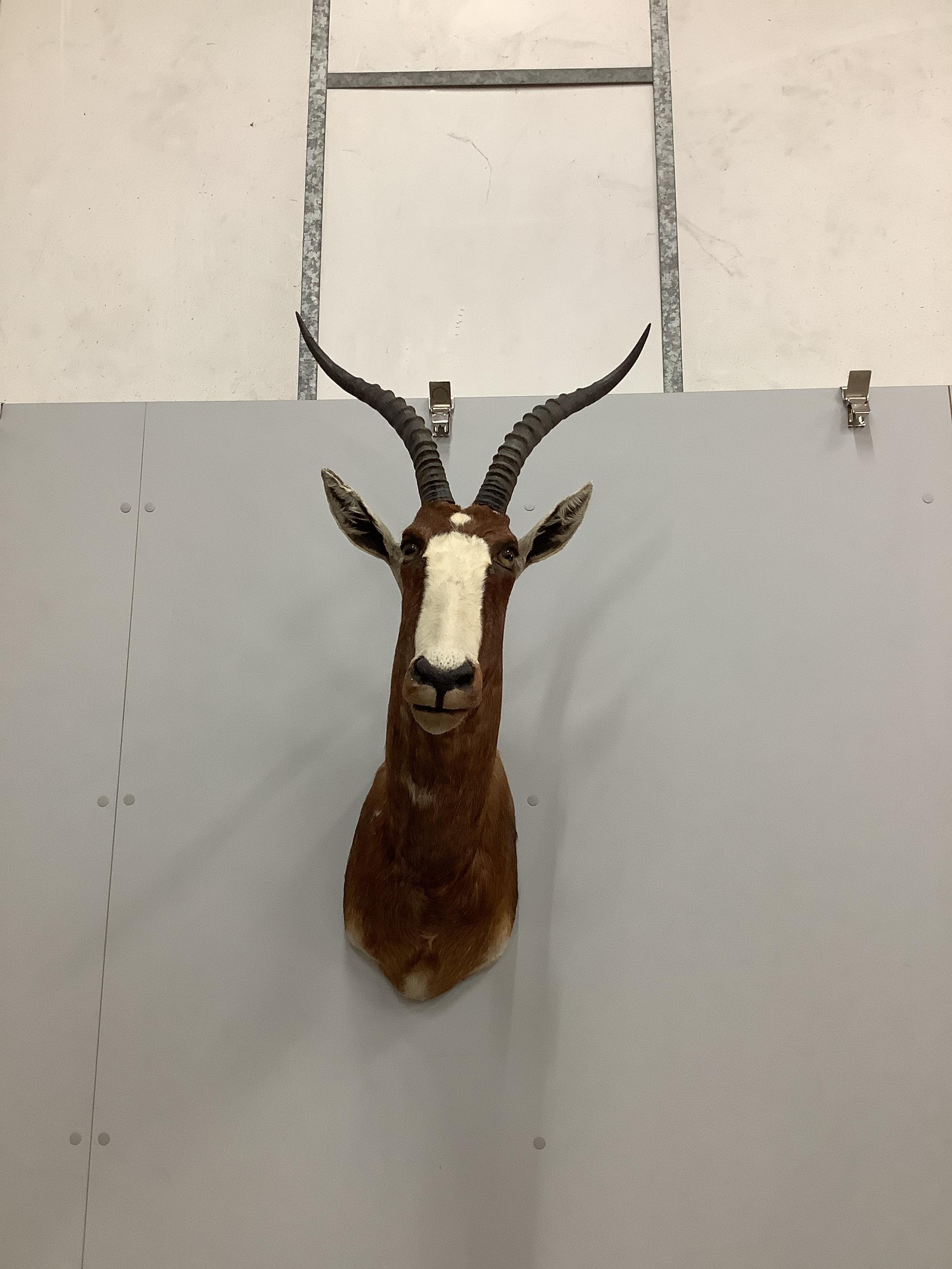 A taxidermy Red Hartebeest head and a Blesbok head, largest height 110cm